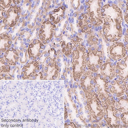 Immunohistochemistry (Formalin/PFA-fixed paraffin-embedded sections) - Anti-Frataxin antibody [EPR21840] - BSA and Azide free (ab236463), expandable thumbnail
