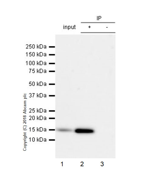 Immunoprecipitation - Anti-Frataxin antibody [EPR21840] - BSA and Azide free (AB236463), expandable thumbnail
