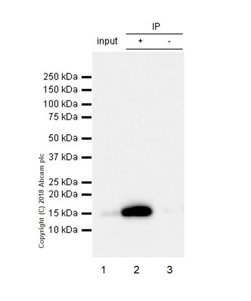 Immunoprecipitation - Anti-Frataxin antibody [EPR21840] - BSA and Azide free (AB236463), expandable thumbnail