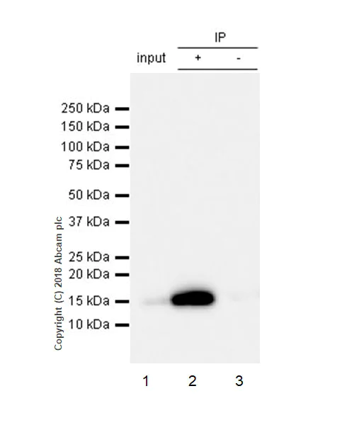 Immunoprecipitation - Anti-Frataxin antibody [EPR21840] - BSA and Azide free (AB236463)