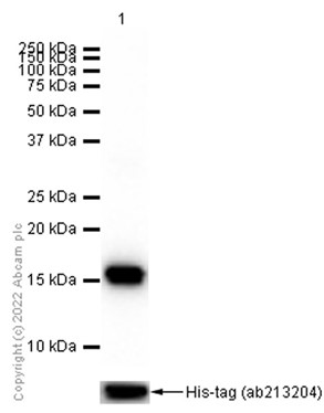 Western blot - Anti-Frataxin antibody [EPR21840] - BSA and Azide free (ab236463), expandable thumbnail