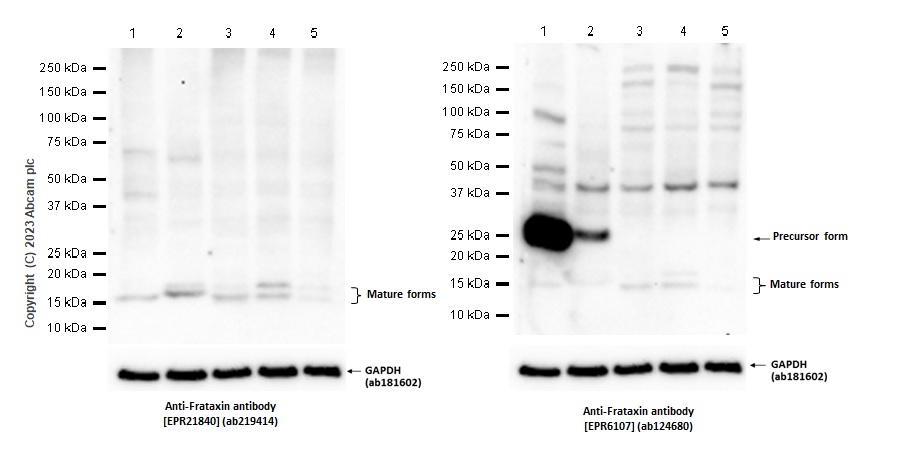 Western blot - Anti-Frataxin antibody [EPR21840] - BSA and Azide free (ab236463), expandable thumbnail