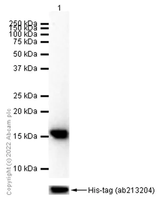 Western blot - Anti-Frataxin antibody [EPR6107] (AB124680)