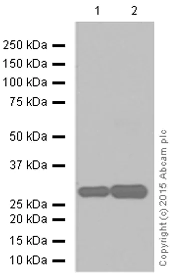 Western blot - Anti-Frataxin antibody [EPR6107] (AB124680)