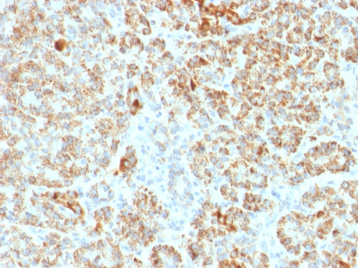Immunohistochemistry (Formalin/PFA-fixed paraffin-embedded sections) - Anti-Frataxin antibody [FXN/2124] - BSA and Azide free (AB268184), expandable thumbnail