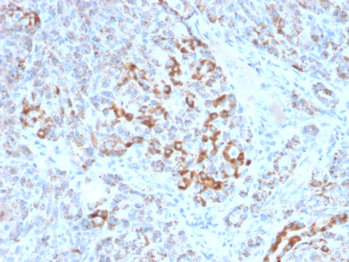 Immunohistochemistry (Formalin/PFA-fixed paraffin-embedded sections) - Anti-Frataxin antibody [FXN/2124] - BSA and Azide free (AB268184), expandable thumbnail