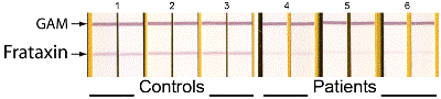 Sandwich ELISA - Frataxin Protein Quantity Dipstick Assay Kit (AB109881), expandable thumbnail