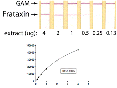 Sandwich ELISA - Frataxin Protein Quantity Dipstick Assay Kit (AB109881), expandable thumbnail