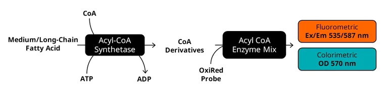 Biochemical assay - Free Fatty Acid Assay Kit - Quantification (AB65341)