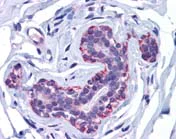Immunohistochemistry (Formalin/PFA-fixed paraffin-embedded sections) - Anti-FREM2 antibody (AB117612)
