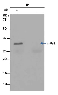 Immunoprecipitation - Anti-FRG1 antibody [EPR13098] - BSA and Azide free (AB250333)