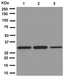 Western blot - Anti-FRG1 antibody [EPR13098] - BSA and Azide free (AB250333)