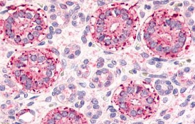 Immunohistochemistry (Formalin/PFA-fixed paraffin-embedded sections) - Anti-Frizzled 2/FZD2 antibody (AB150477)