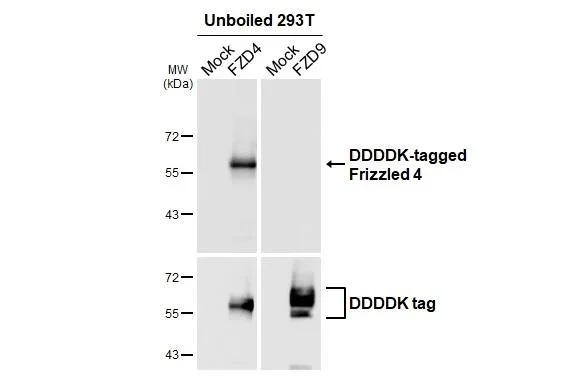 Western blot - Anti-Frizzled-4 antibody [HL2824] - BSA and Azide free (AB325855)