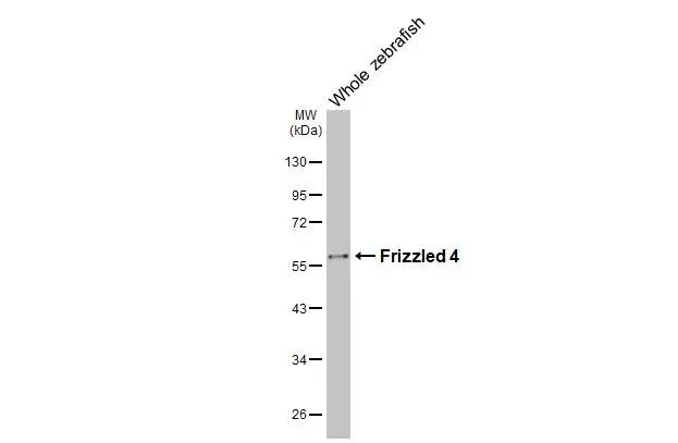Western blot - Anti-Frizzled-4 antibody [HL2824] - BSA and Azide free (AB325855)