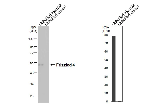 Western blot - Anti-Frizzled-4 antibody [HL2824] - BSA and Azide free (AB325855)