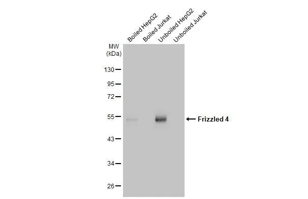 Western blot - Anti-Frizzled-4 antibody [HL2824] - BSA and Azide free (AB325855)