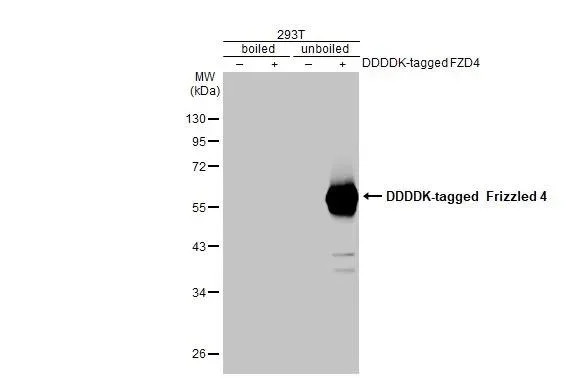Western blot - Anti-Frizzled-4 antibody [HL2824] - BSA and Azide free (AB325855)