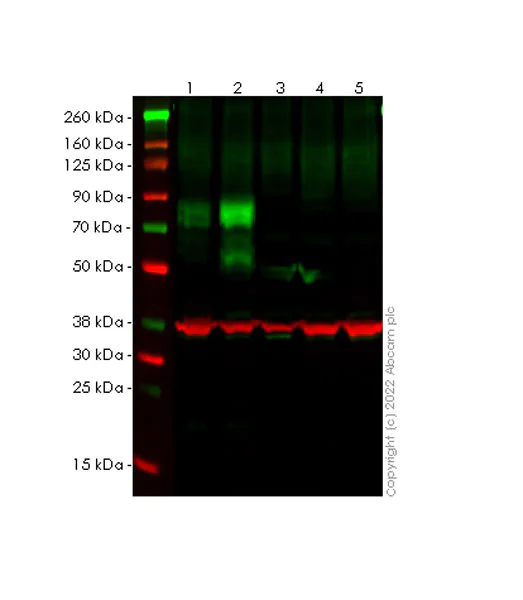 Western blot - Anti-Frizzled 6 antibody [EPR25319-149] (AB290728)