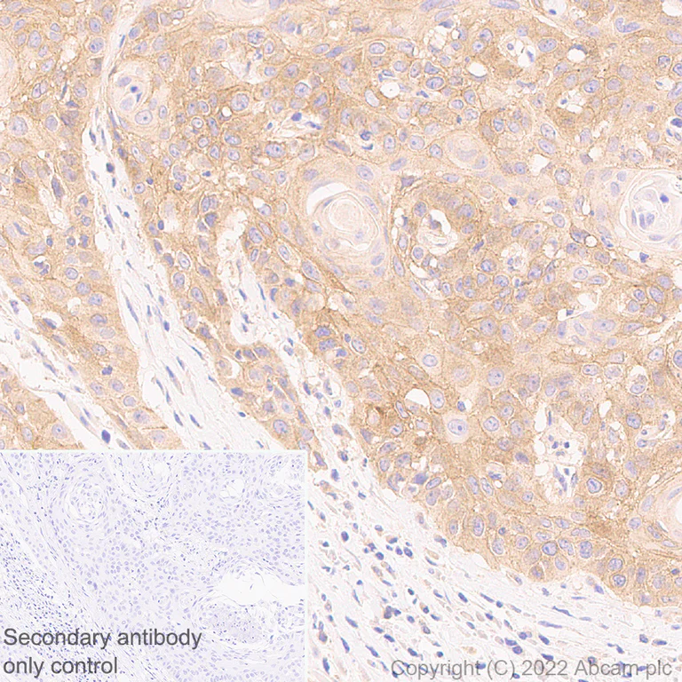 Immunohistochemistry (Formalin/PFA-fixed paraffin-embedded sections) - Anti-Frizzled 6 antibody [EPR25319-149] (BSA and Azide free) (AB290743)