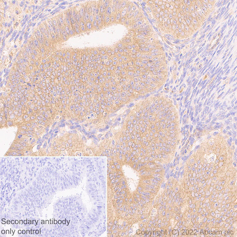 Immunohistochemistry (Formalin/PFA-fixed paraffin-embedded sections) - Anti-Frizzled 6 antibody [EPR25319-149] (BSA and Azide free) (AB290743)