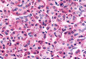 Immunohistochemistry (Formalin/PFA-fixed paraffin-embedded sections) - Anti-Frizzled 6 antibody - N-terminal (AB150545)