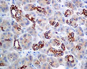 Immunohistochemistry (Formalin/PFA-fixed paraffin-embedded sections) - Anti-Frizzled 8 antibody [EPR7308(2)] (AB155093)