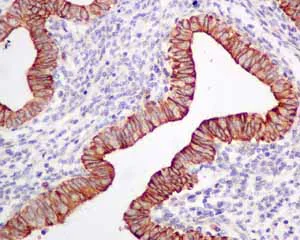 Immunohistochemistry (Formalin/PFA-fixed paraffin-embedded sections) - Anti-Frizzled 8 antibody [EPR7308(2)] (AB155093)