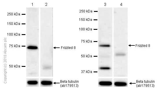 Western blot - Anti-Frizzled 8 antibody [EPR7308(2)] (AB155093)