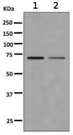 Western blot - Anti-Frizzled 8 antibody [EPR7308(2)] (AB155093)