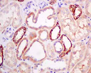 Immunohistochemistry (Formalin/PFA-fixed paraffin-embedded sections) - Anti-Frizzled 8 antibody [EPR7308(2)] - BSA and Azide free (AB238967)