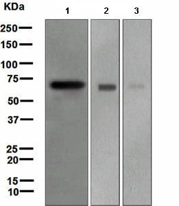 Western blot - Anti-Frizzled 9 antibody [EPR4011] (AB108628)