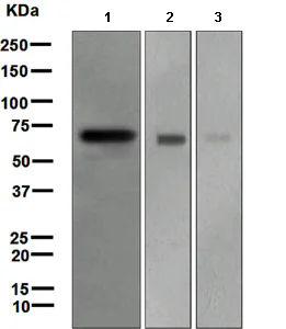 Western blot - Anti-Frizzled 9 antibody [EPR4011] (AB108628)