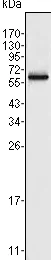 Western blot - Anti-FRK antibody [4E1] (AB91623)