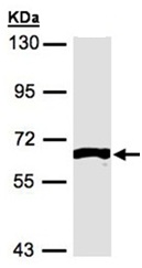 Western blot - Anti-FRK antibody (AB154032), expandable thumbnail