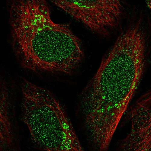 Immunocytochemistry/ Immunofluorescence - Anti-FRMD4A antibody (AB122475)
