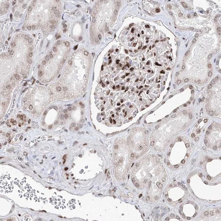 Immunohistochemistry (Formalin/PFA-fixed paraffin-embedded sections) - Anti-FRMD4A antibody (AB122475)