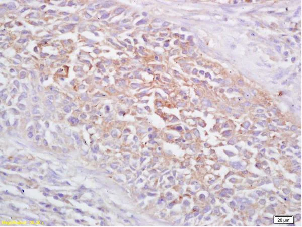 Immunohistochemistry (Formalin/PFA-fixed paraffin-embedded sections) - Anti-FRMD6/Willin antibody (AB218209)