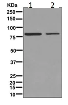 Western blot - Anti-FRMD6/Willin antibody [EPR12261] - BSA and Azide free (AB249649)