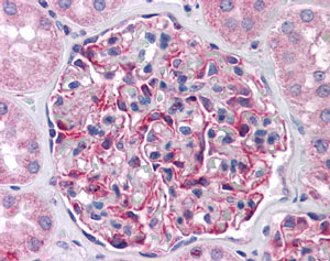 Immunohistochemistry (Formalin/PFA-fixed paraffin-embedded sections) - Anti-FRMPD4 antibody (AB113420)