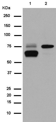 Western blot - Anti-FRS2 antibody [EPR14724] (AB183492)
