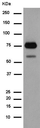 Western blot - Anti-FRS2 antibody [EPR14724] (AB183492)
