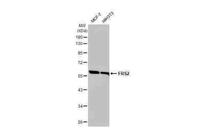 Western blot - Anti-FRS2 antibody [HL1774] - BSA and Azide free (AB308575)