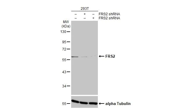 Western blot - Anti-FRS2 antibody [HL1774] - BSA and Azide free (AB308575)