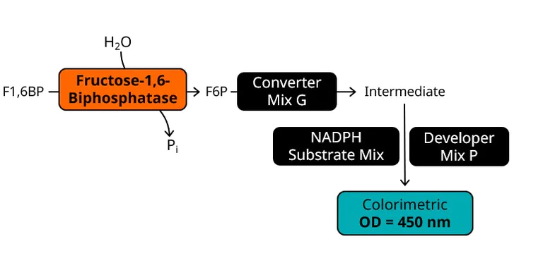 Functional Studies - Fructose-1,6-Bisphosphatase Activity Assay Kit (Colorimetric) (AB273329)