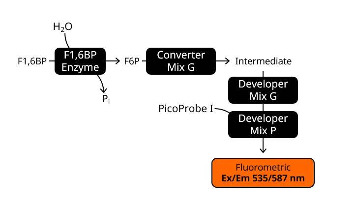 Enzyme activity assay - Fructose-1,6-Bisphosphate Assay Kit (Fluorometic) (AB284537)