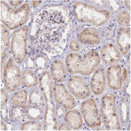 Immunohistochemistry (Formalin/PFA-fixed paraffin-embedded sections) - Anti-FRY antibody (AB150876)
