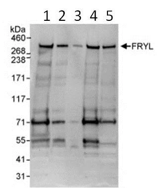 Western blot - Anti-FRYL antibody (AB95065)