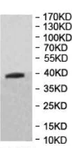 Western blot - Anti-FRZB antibody (AB205284)
