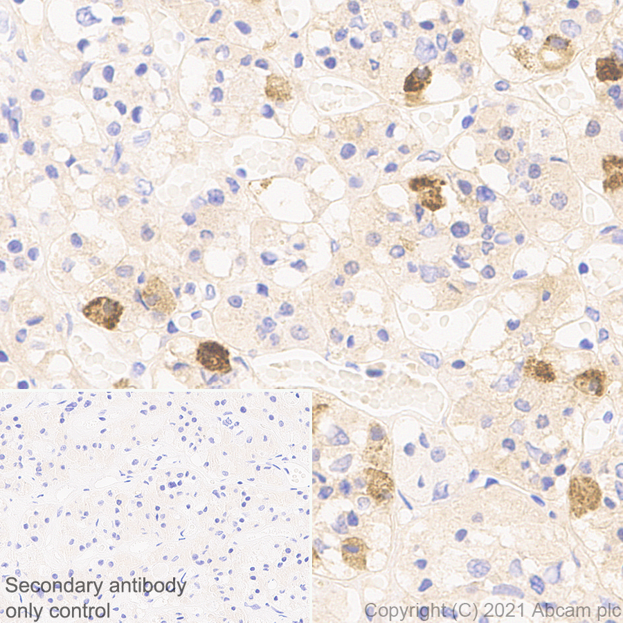 Immunohistochemistry (Formalin/PFA-fixed paraffin-embedded sections) - Anti-FSH beta antibody [EPR24439-141] (AB281562)